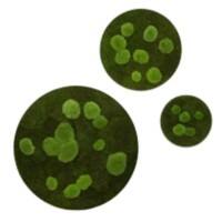 best of GREEN Mooswand 3 Stück Grün