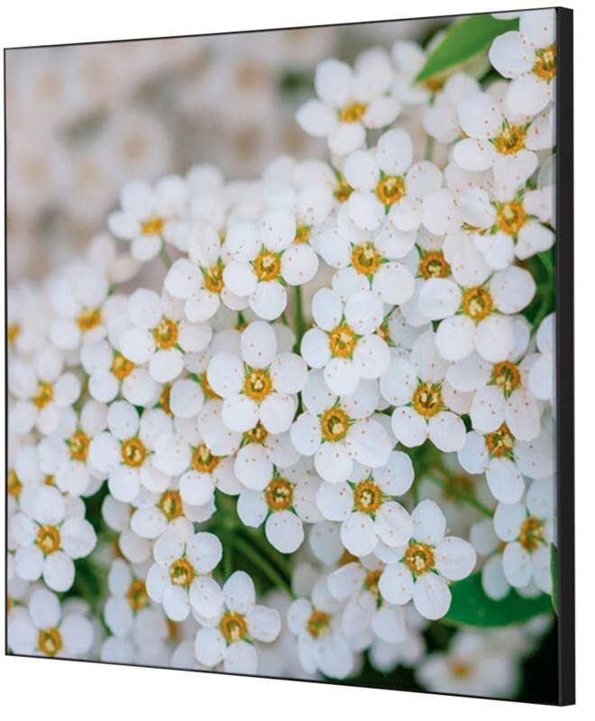 SHOWDOWN Textile Wanddekoration Weiße Blume Mehrfarbig Aluminium