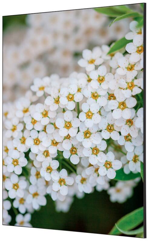 SHOWDOWN Textile Wanddekoration Weiße Blume Mehrfarbig Aluminium