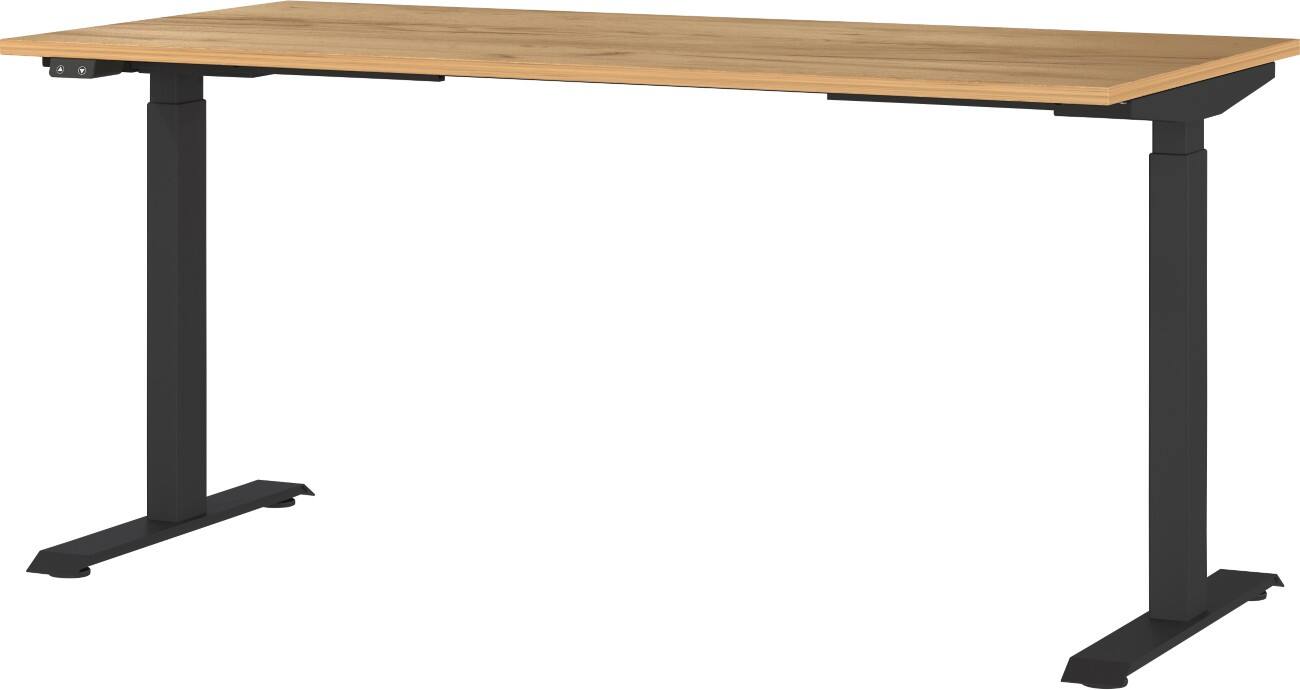 GERMANIA GW-Mailand Höhenverstellbarer Sitz-Stehschreibtisch Eiche T-Fuß 1.600 (B) x 800 (T) x 1.200 (H) mm Metall, Spanplatte